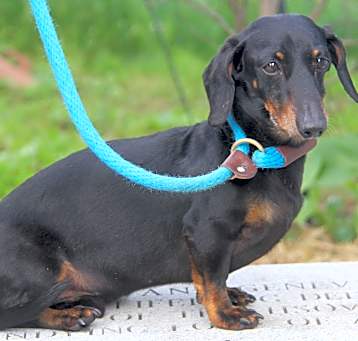 Photo of Bratwurst