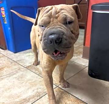 Photo of Romeo