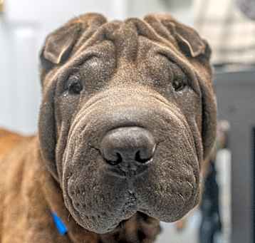 Photo of Boudreaux