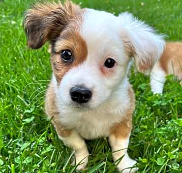 Photo of PippityPop