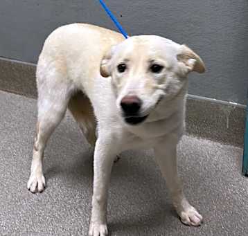 Photo of SNOWY