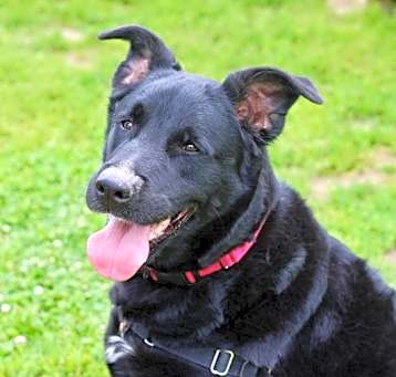 Photo of Shadow