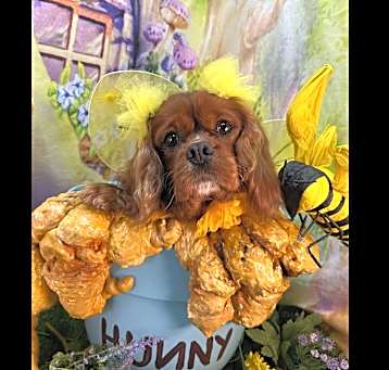 Photo of Pooh
