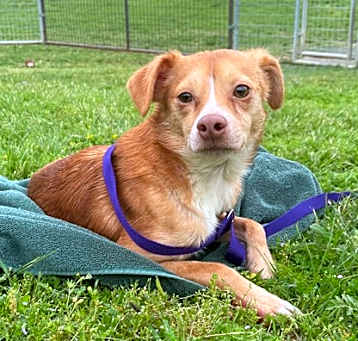 Photo of Chevy