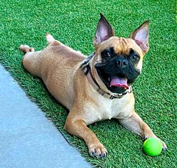 Photo of Bodhi