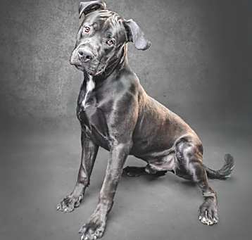 Photo of Loki