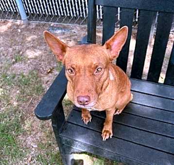Photo of Pippa