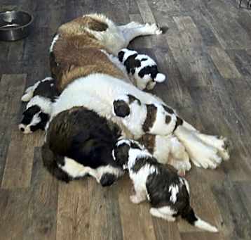 Photo of St. Puppies