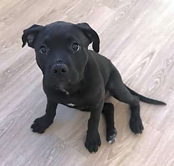 Photo of Cali