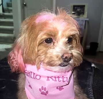 Photo of Hello Kitty