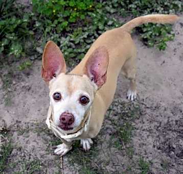 Photo of Buddy
