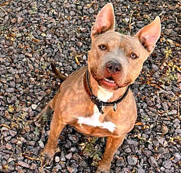 Photo of Baya