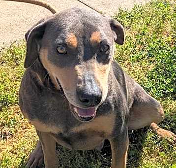 Photo of Ruger