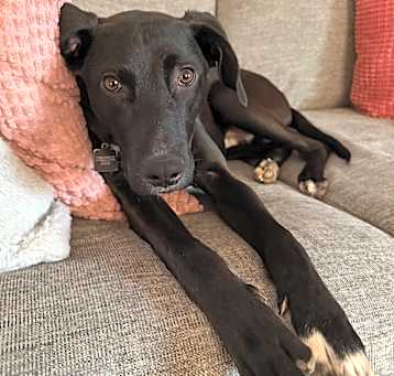 Photo of Banjo