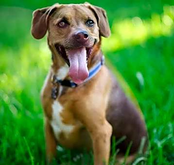 Photo of Brownie