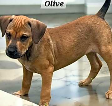 Photo of Olive