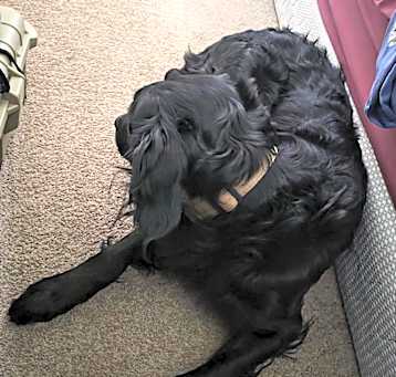Photo of Bandit