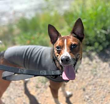 Photo of Rogue