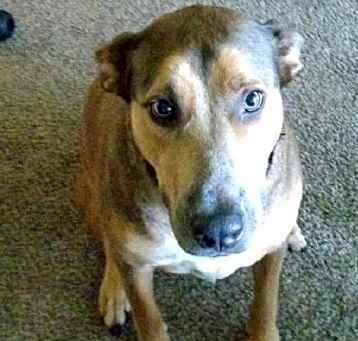 Photo of Lucky
