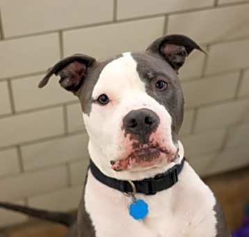 Photo of Duke