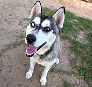 Photo of Stray *Kilo* Delight St Avail