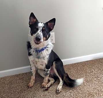 Photo of Buddy