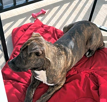 Photo of Max