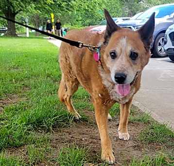 Photo of Olive - I'll Love You Furever