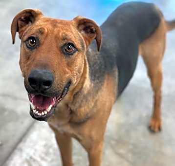 Photo of Bear