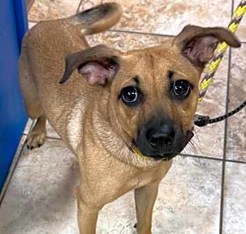 Photo of Tootsie