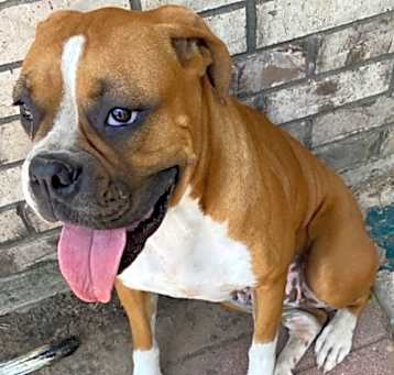 Photo of Penny