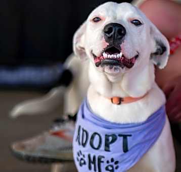 Photo of Dixie