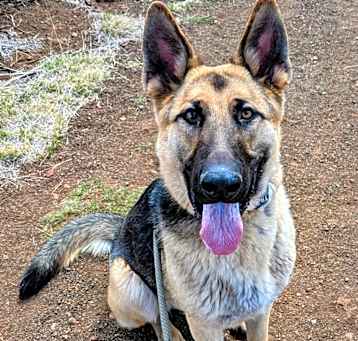 Photo of Scout - Leash & Crate Trained!