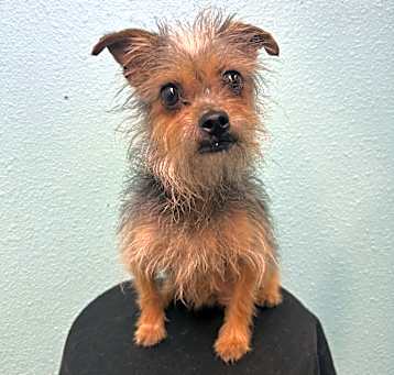 Photo of Dixie