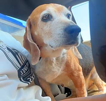 Photo of Snoopy
