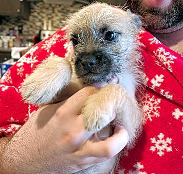 Photo of Lark Cinderella