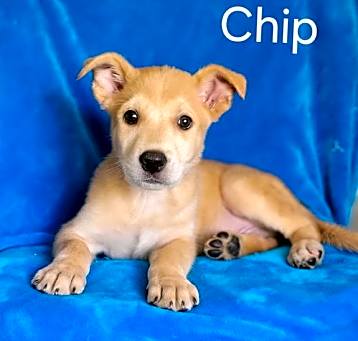 Photo of Chip