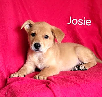 Photo of Josie
