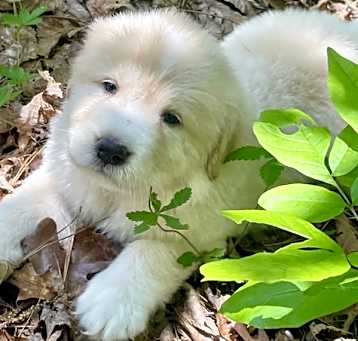 Photo of POOH  sm