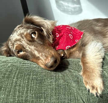 Photo of Tucker