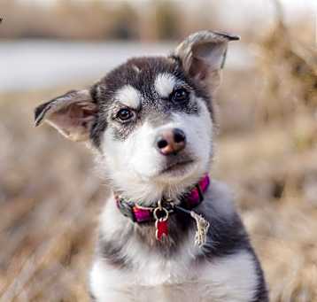 Photo of Gin
