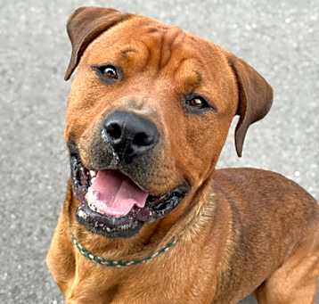 Photo of Simba