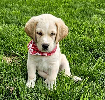 Photo of Stryker available 6/4