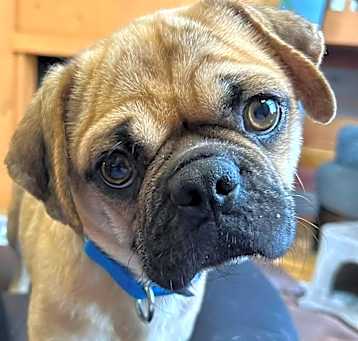 Photo of SIMON