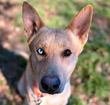 Photo of Atlas