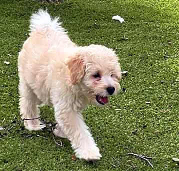 Photo of Enzo