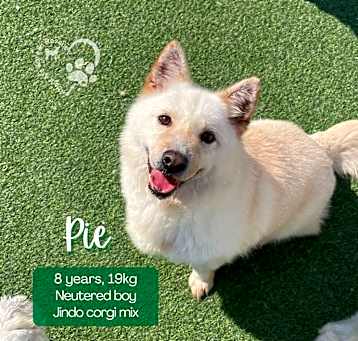 Photo of Pie