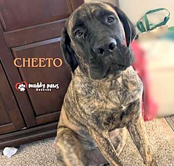 Photo of Cheeto (Courtesy Post)