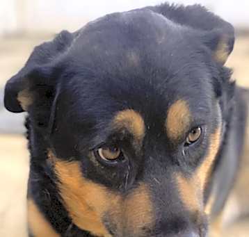 Photo of Barkley
