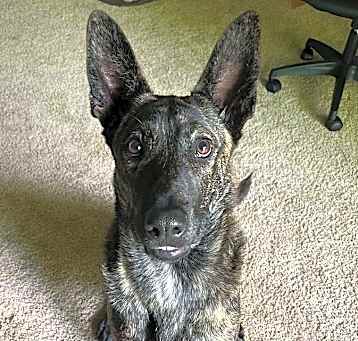 Photo of Milo - Located in OR